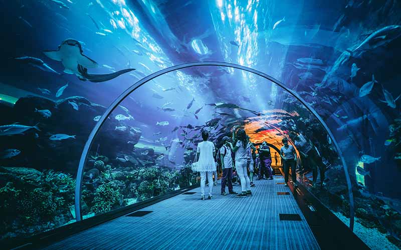 Dubai Aquarium and Dubai Underwater Zoo