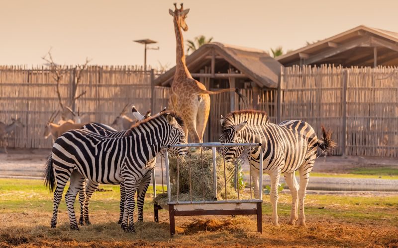 Several Zebras and giraffe at Dubai Safari Park